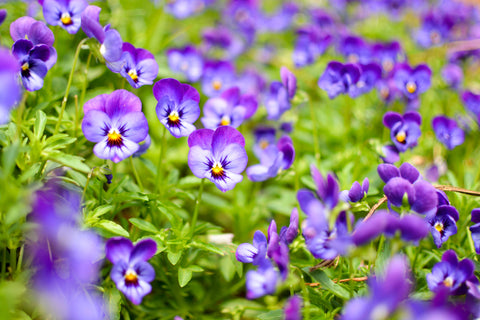 VIOLA IN SEASON