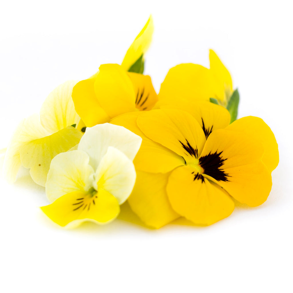 Viola Yellow - Petite Ingredient