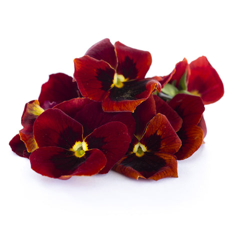 Viola Red - Petite Ingredient