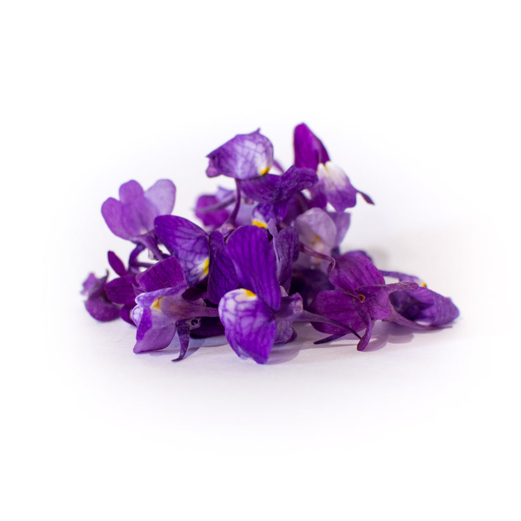 Linaria Purple