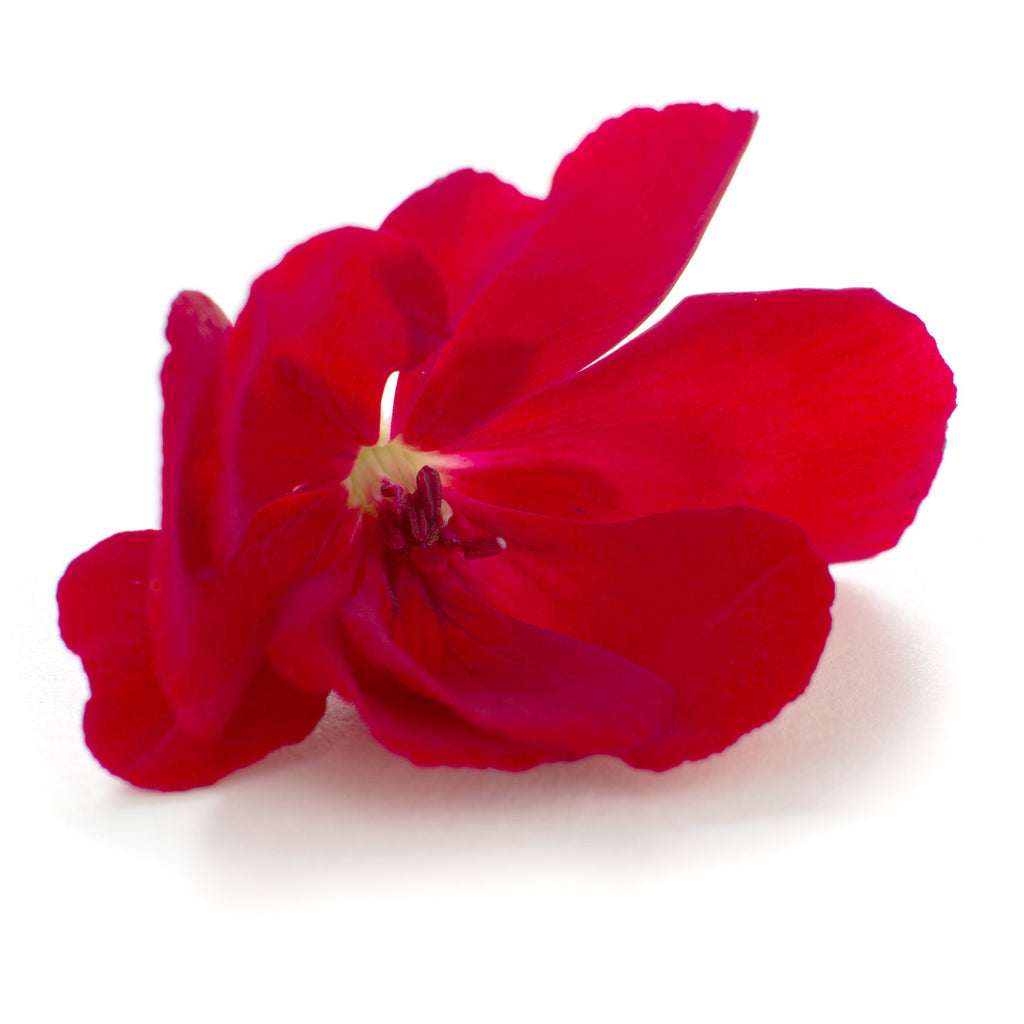 Pelargonium Red - Petite Ingredient