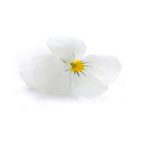 Viola White - Petite Ingredient