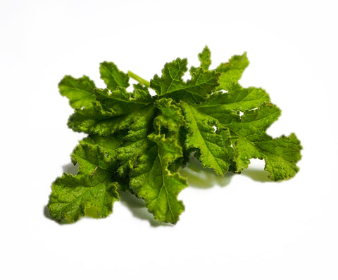 Rose Geranium Leaf - Petite Ingredient