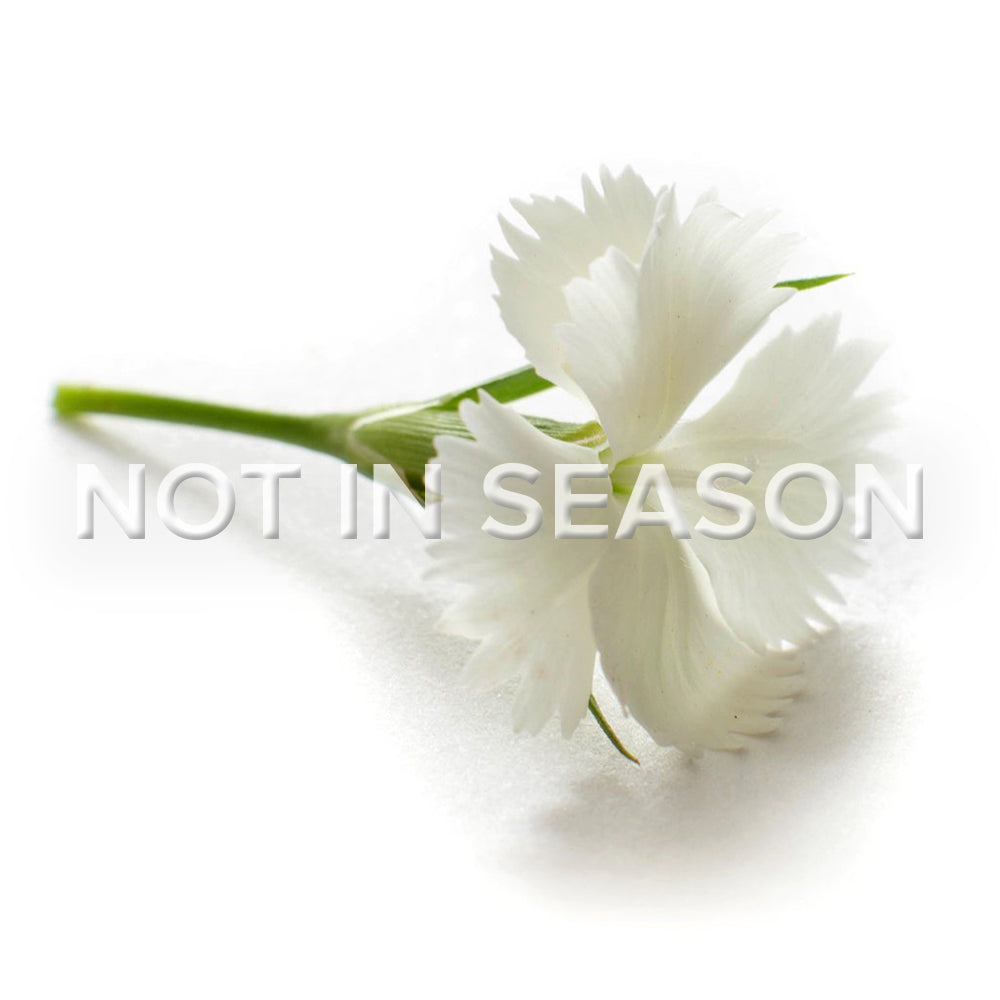 Dianthus Mini White