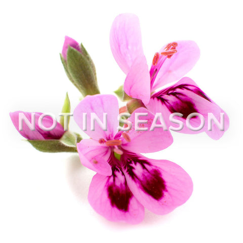 Rose Geranium Flower