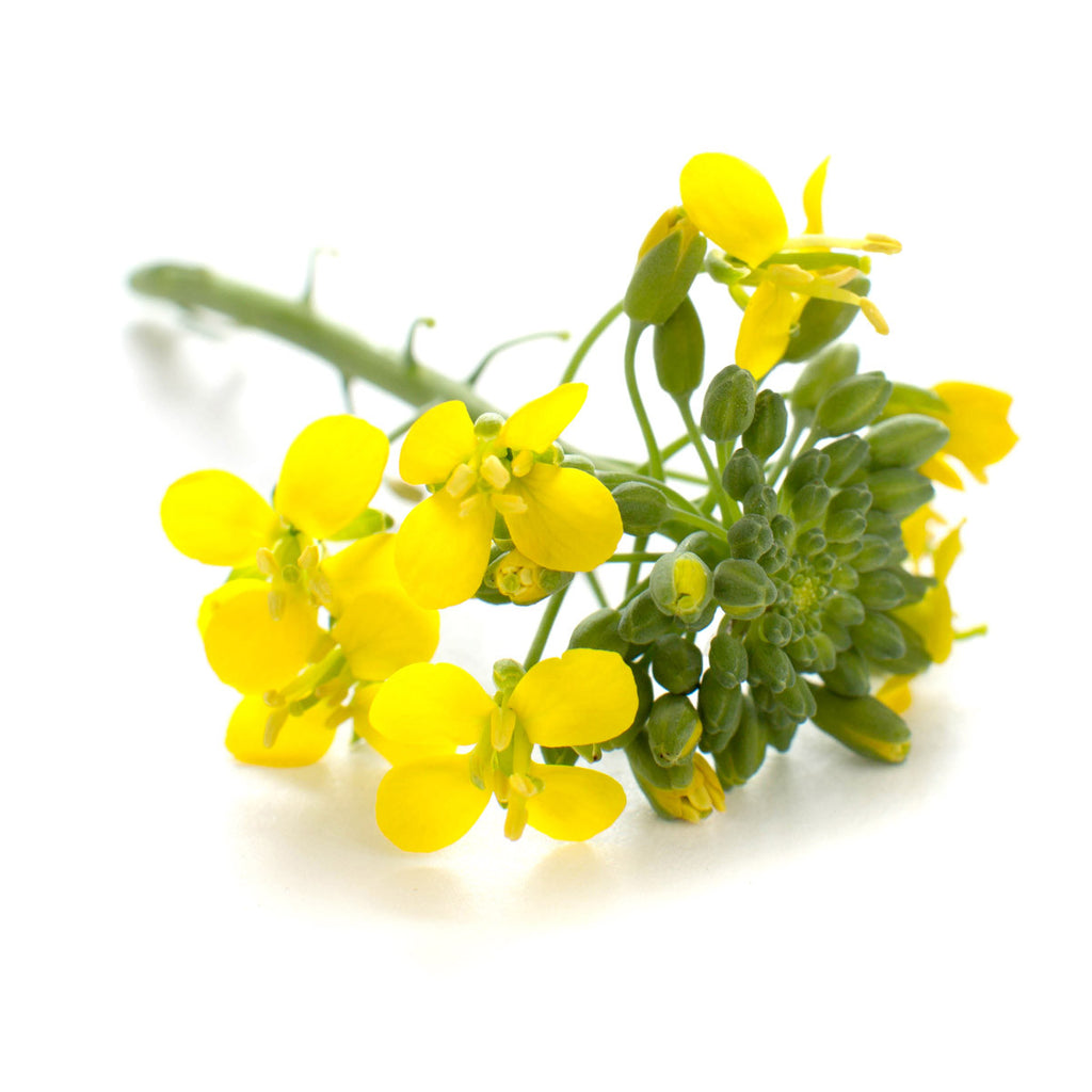 Mustard Flower - Petite Ingredient