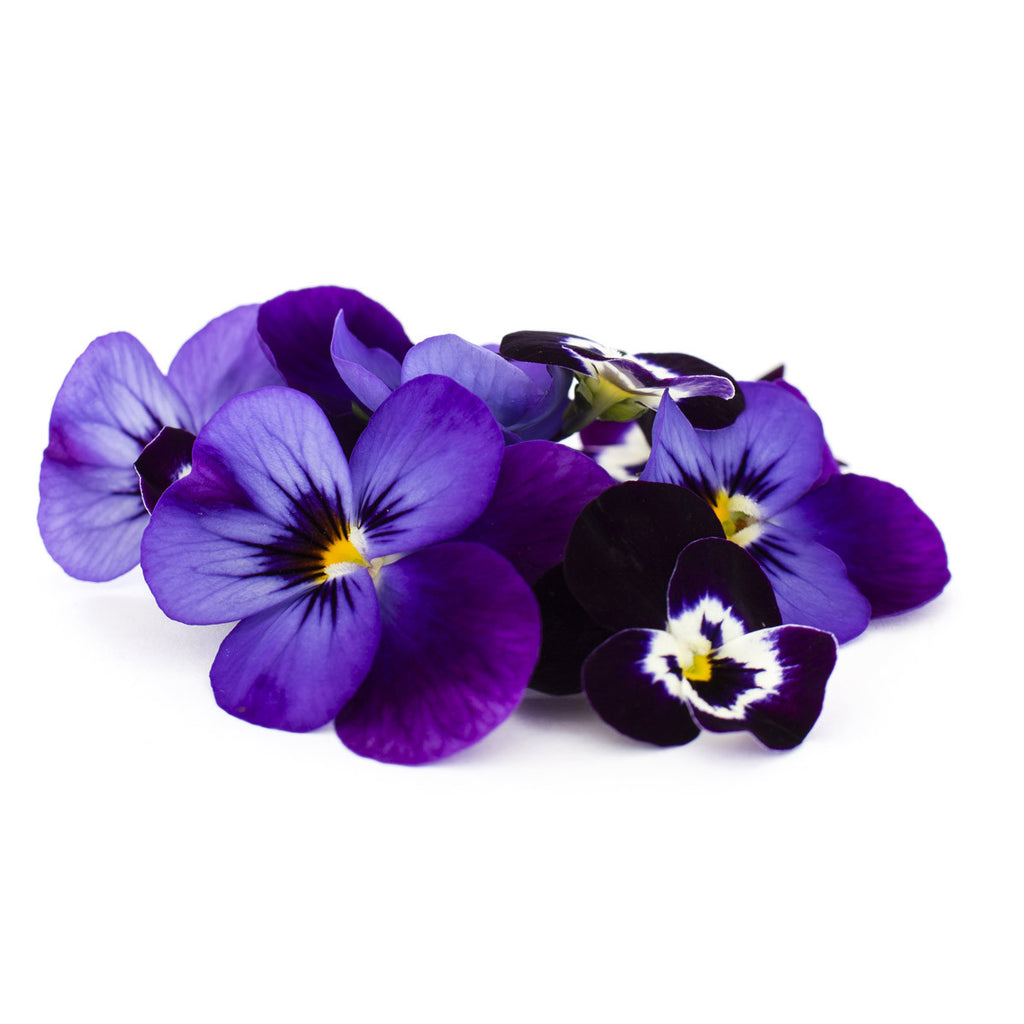 Viola Purple - Petite Ingredient