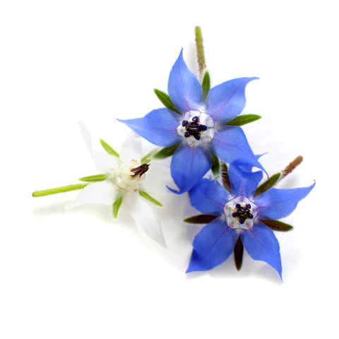 Borage