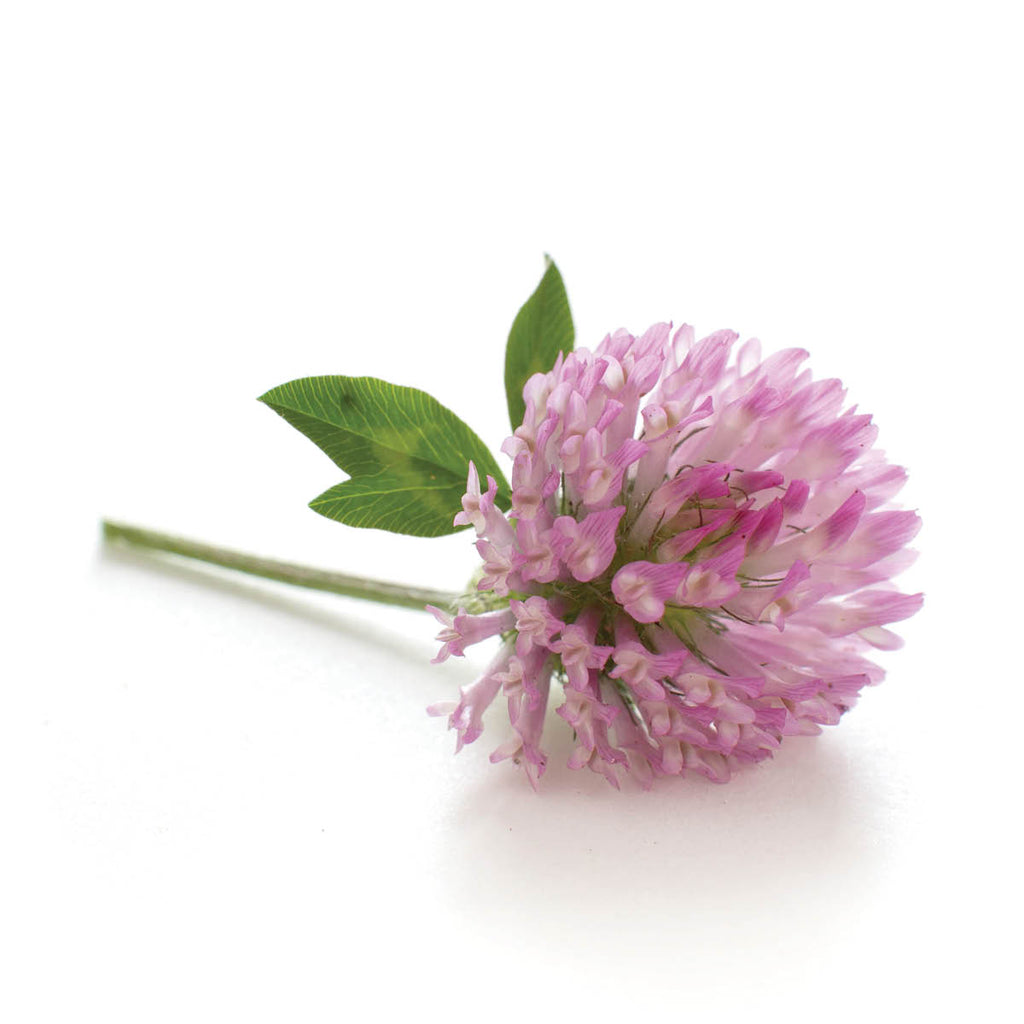Clover Purple - Petite Ingredient