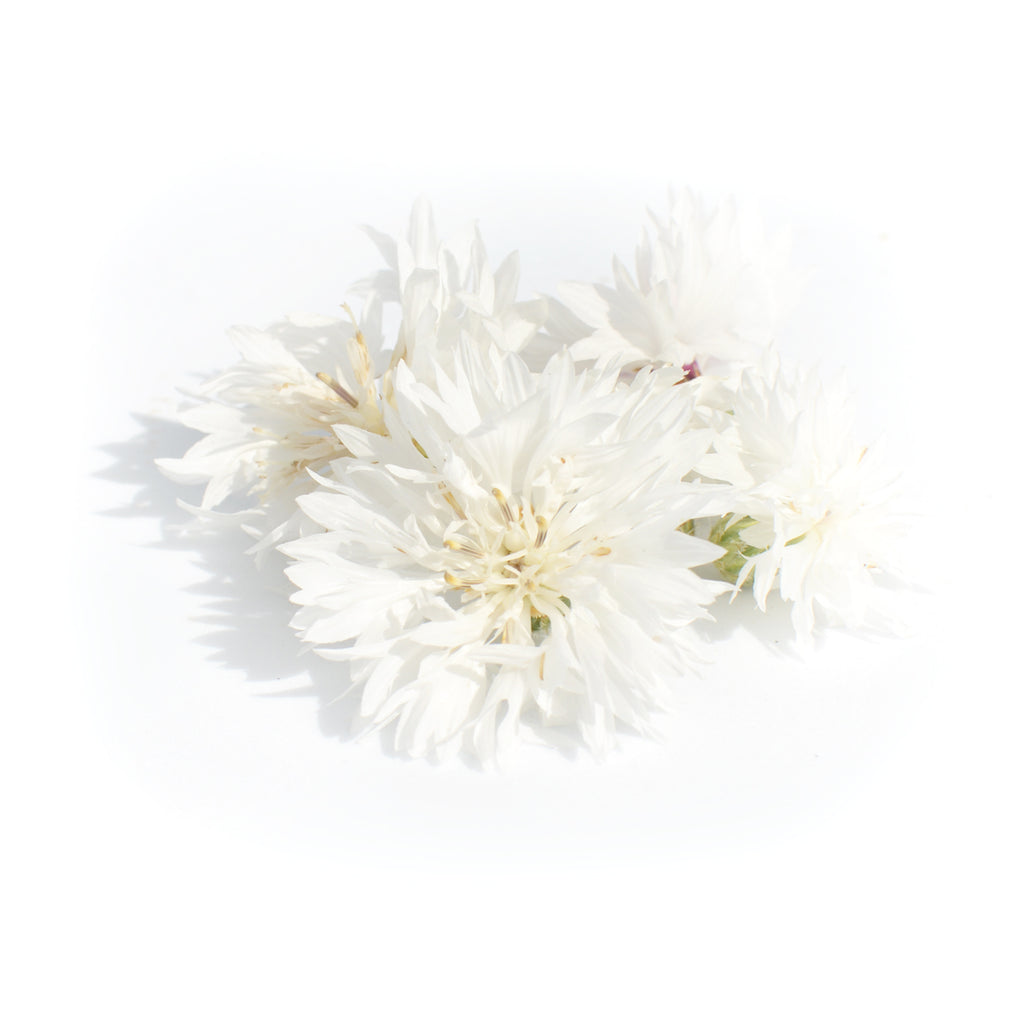 Cornflower White