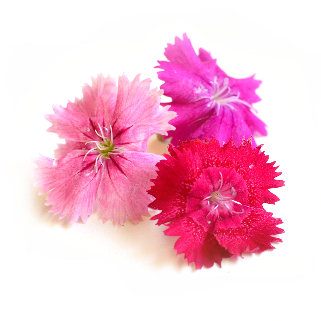 Dianthus Mini Pink - Petite Ingredient