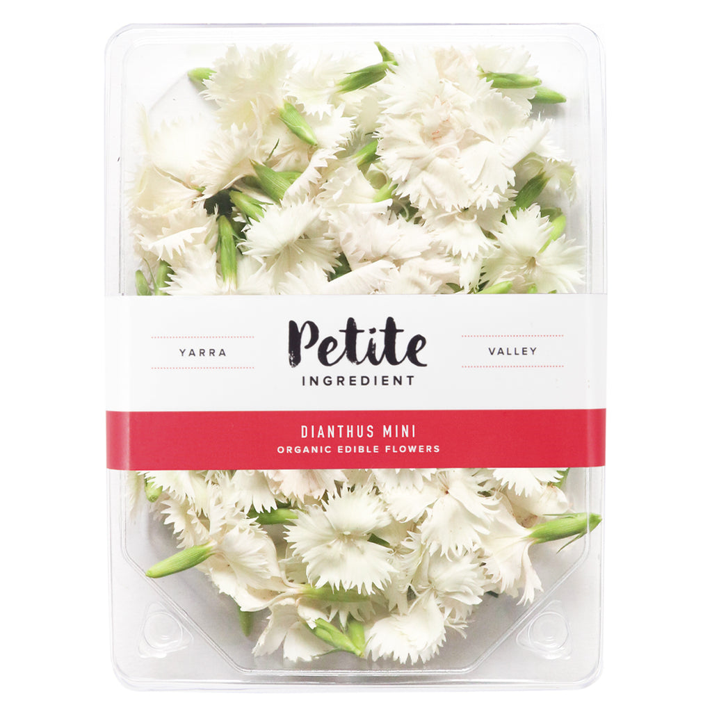 Dianthus Mini White - Petite Ingredient