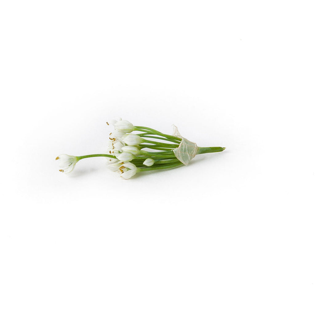 Garlic Chive