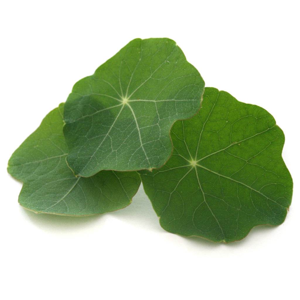 Nasturtium Leaf - Petite Ingredient