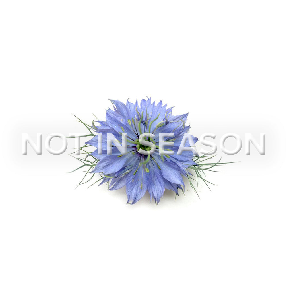 Nigella Flower - Petite Ingredient