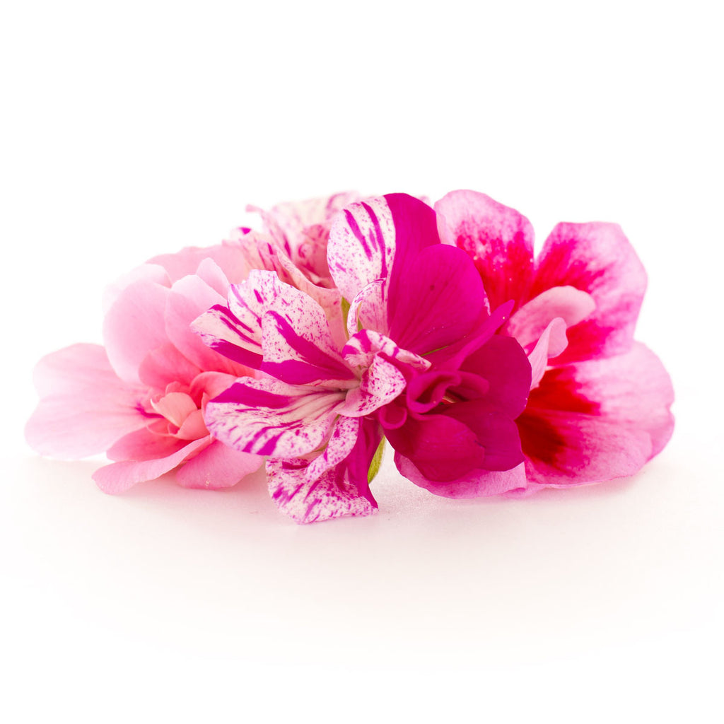 Pelargonium Pink - Petite Ingredient