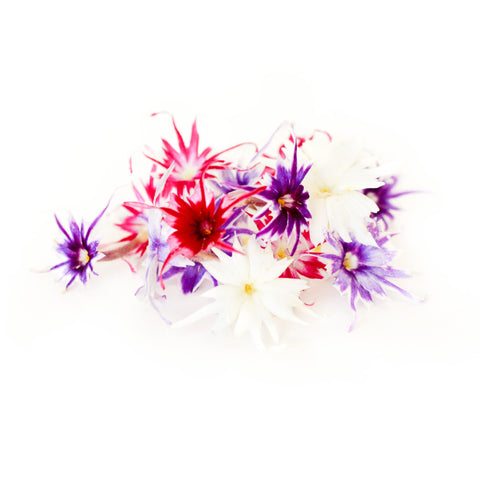 Phlox - Petite Ingredient