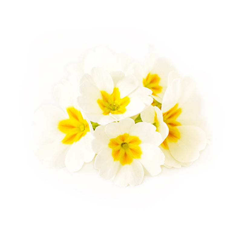 Primrose White - Petite Ingredient