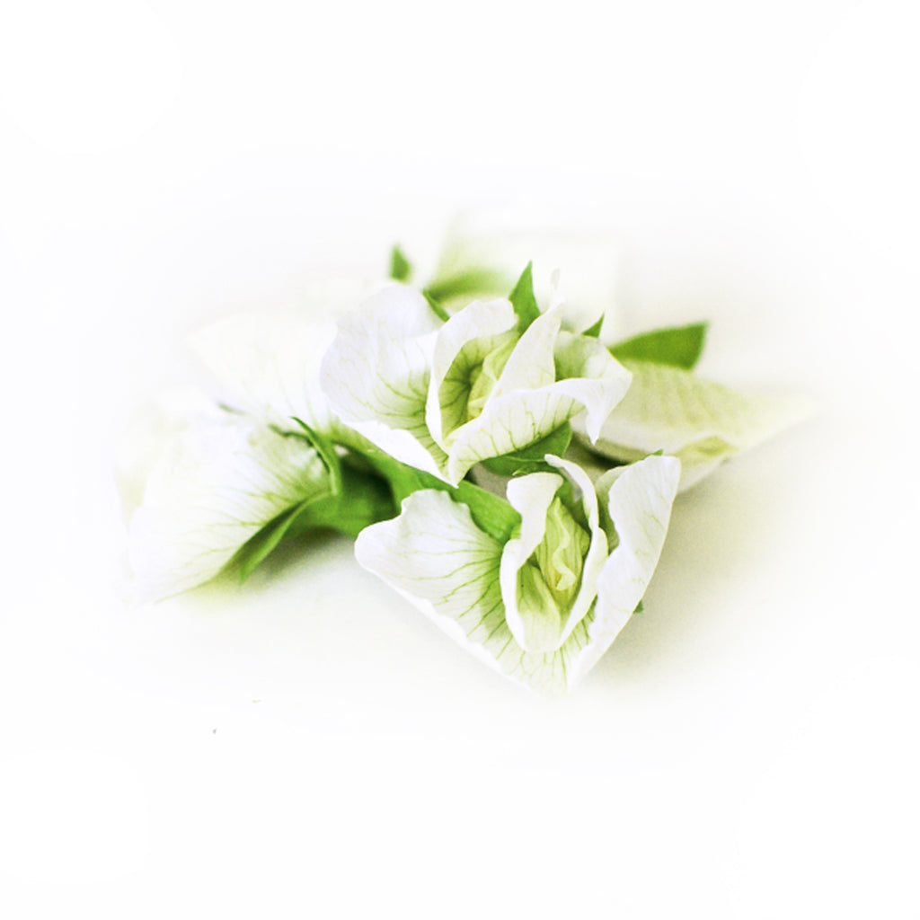 Pea Flower - Petite Ingredient