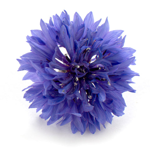 Cornflower Blue - Petite Ingredient