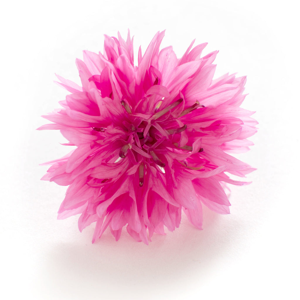 Cornflower Pink - Petite Ingredient