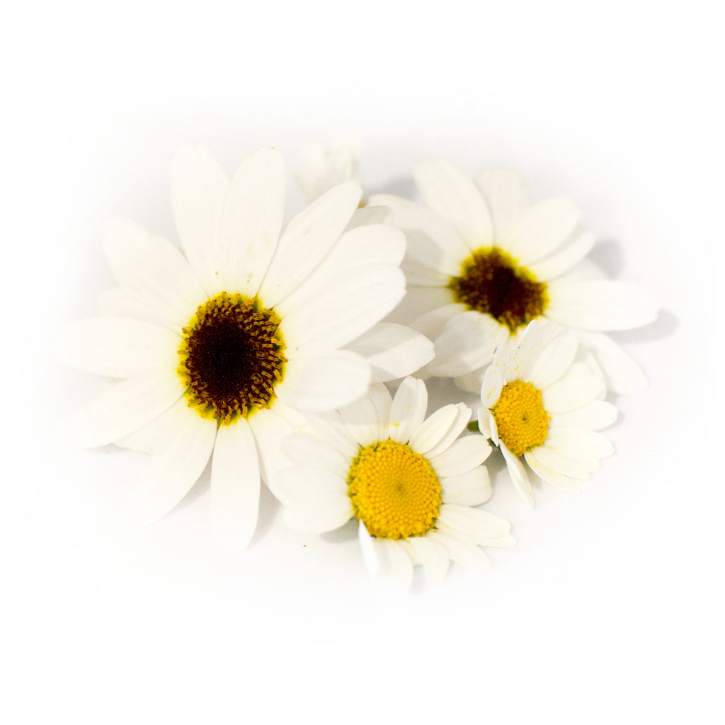 Daisy