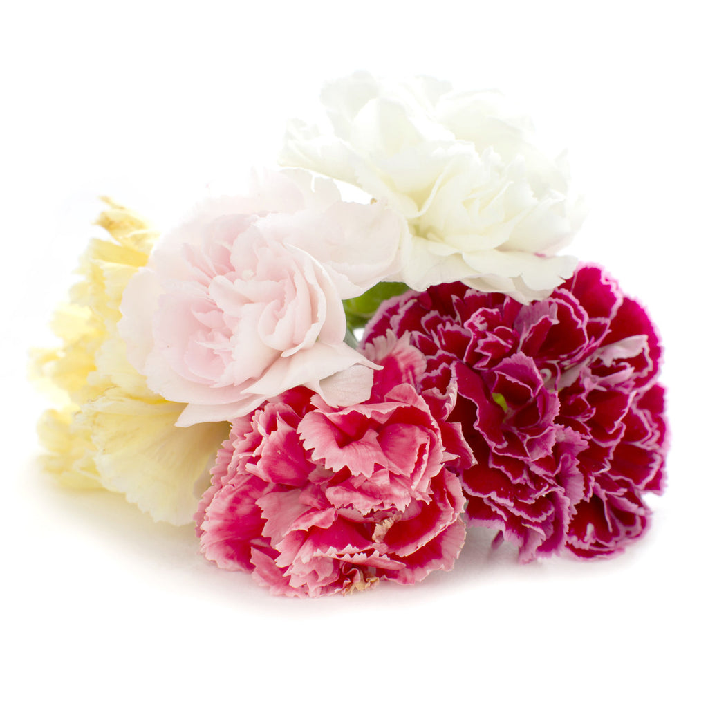 Dianthus - Petite Ingredient