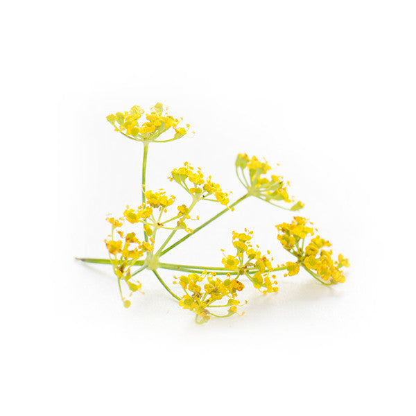 Fennel Pollen - Petite Ingredient