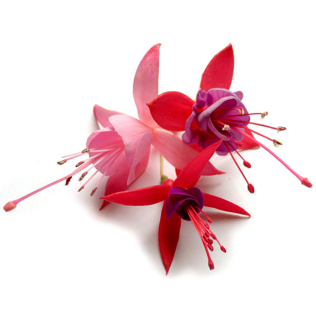 Fuchsia - Petite Ingredient