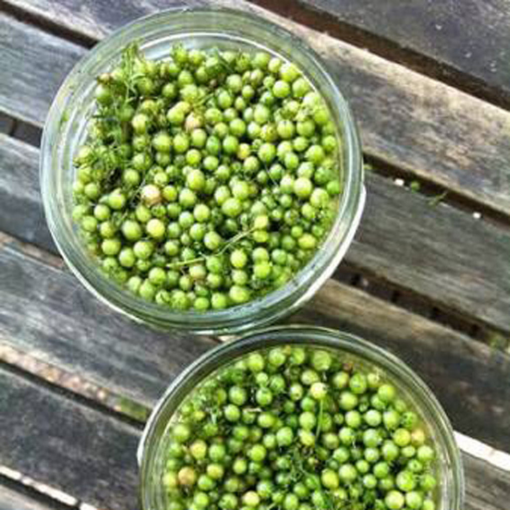 Pickled Green Coriander Seeds - Petite Ingredient