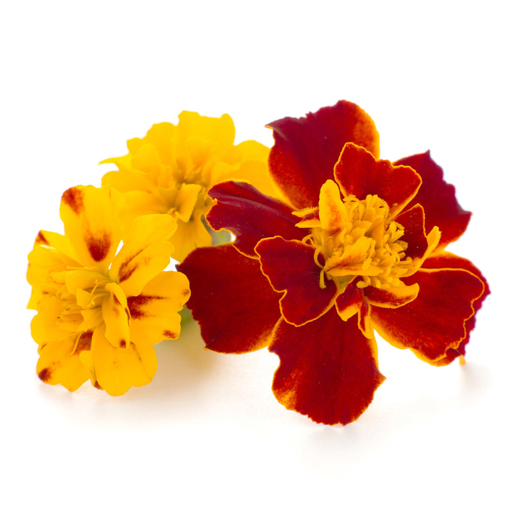 Marigold - Petite Ingredient