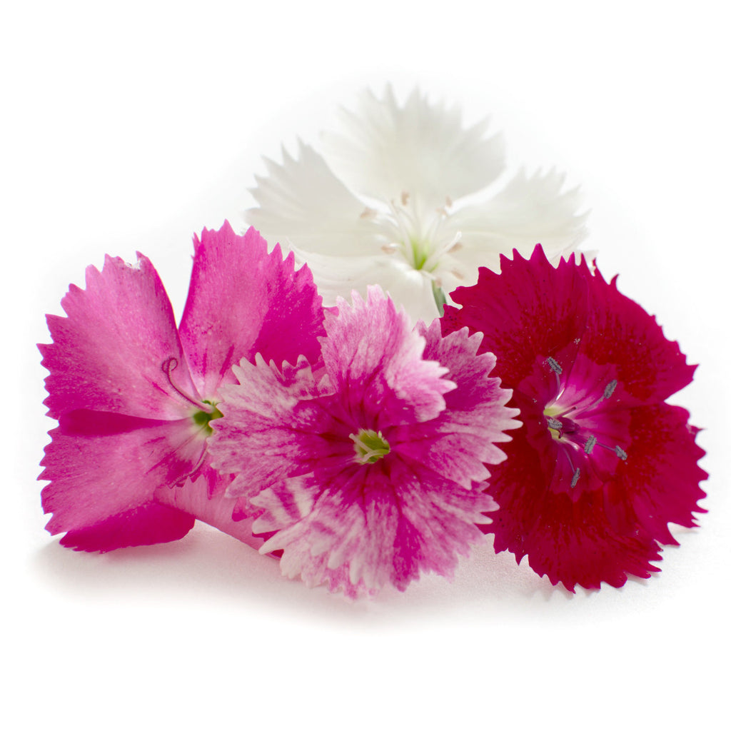 Dianthus Mini - Petite Ingredient