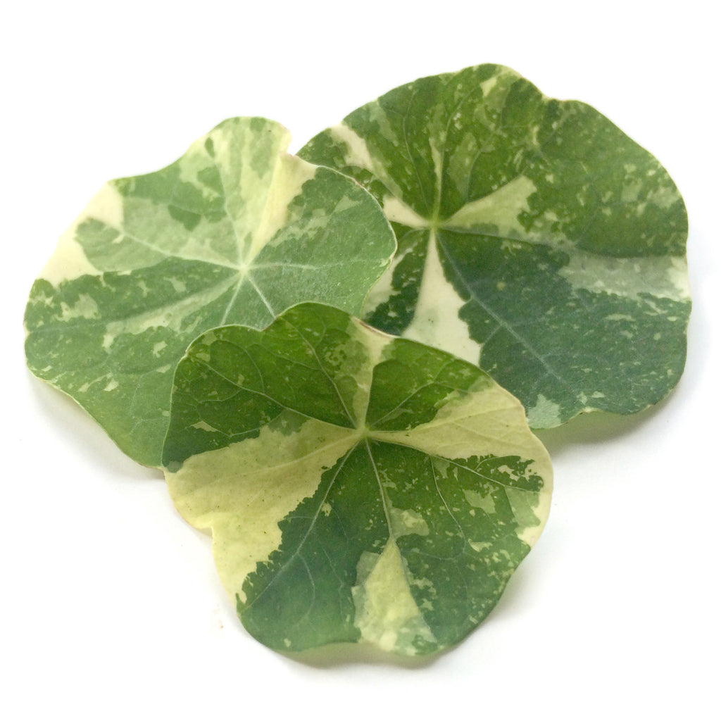 Nasturtium Leaf Zebra - Petite Ingredient