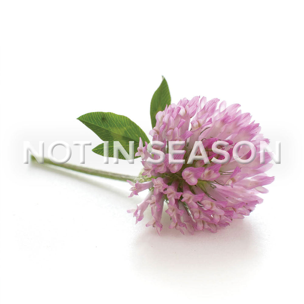 Clover Purple