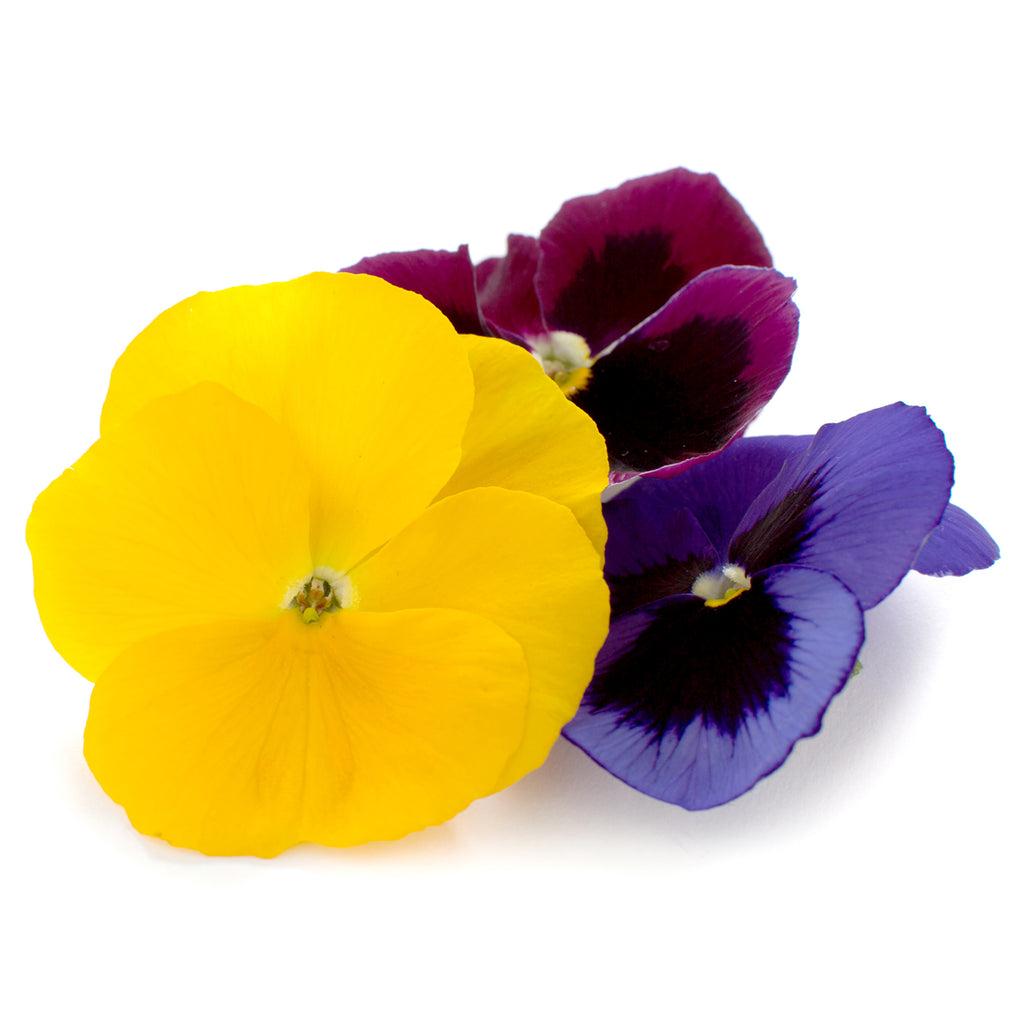 Pansy - Petite Ingredient