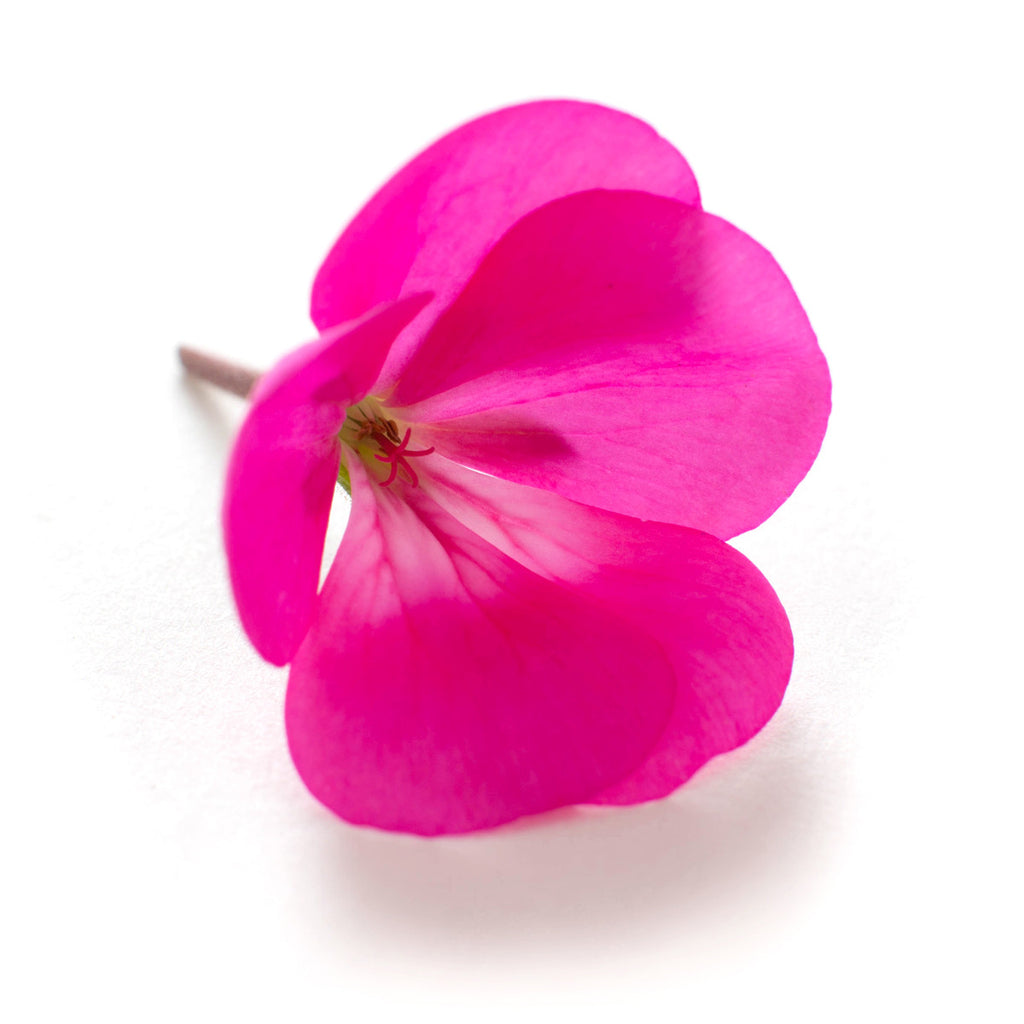 Pelargonium Pink - Petite Ingredient