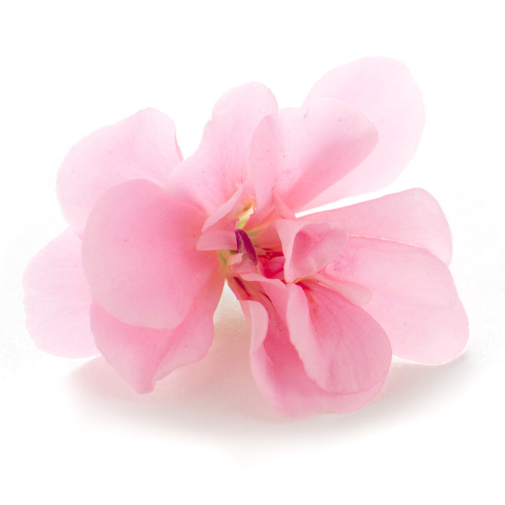 Pelargonium Pink - Petite Ingredient