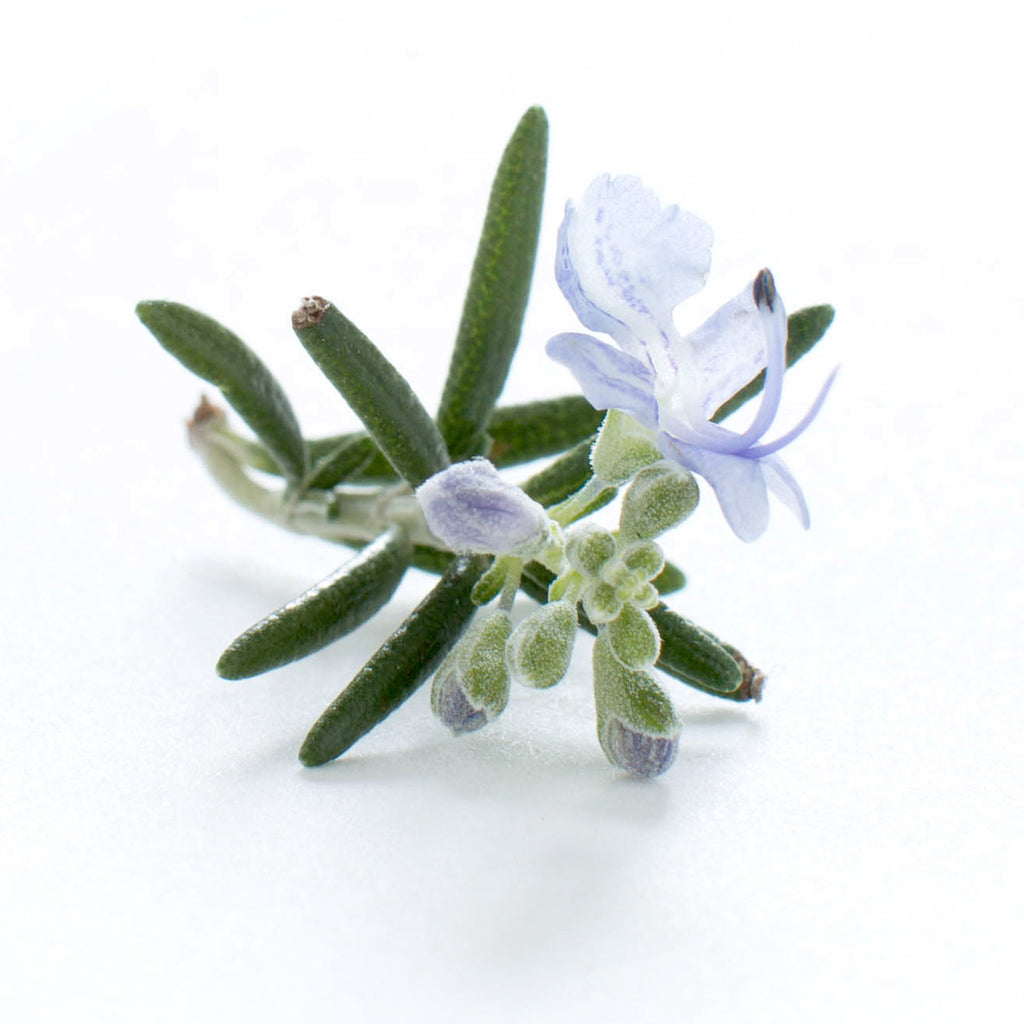 Rosemary Flower - Petite Ingredient
