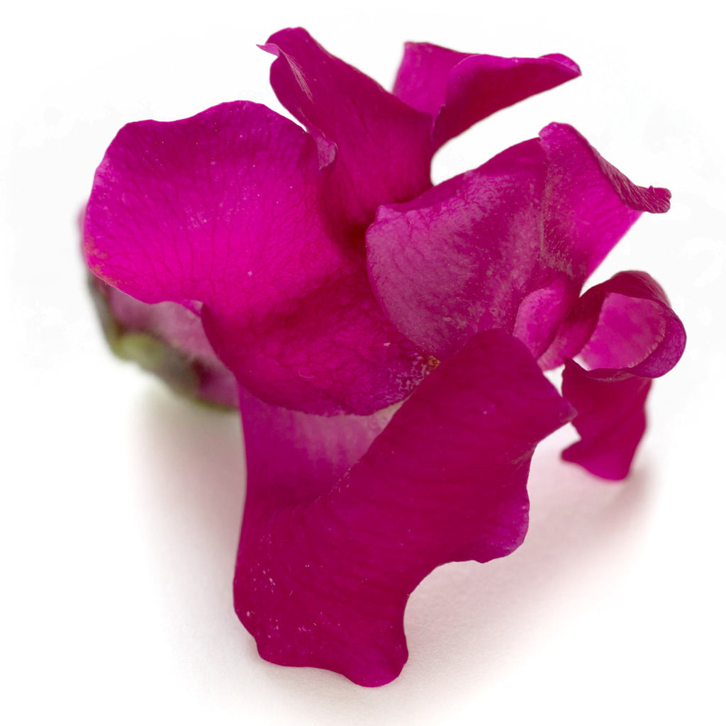 Snap Dragon - Petite Ingredient