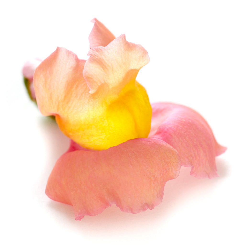 Snap Dragon - Petite Ingredient